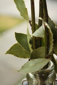 Bay Laurel Leaves